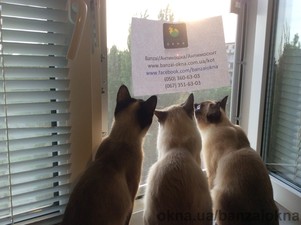 Защитная сетка Banzai на окна для Котов + защита от москитов &mdash; Banzai okna