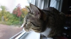 Москитная сетка «Антикошка»