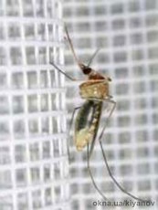 Москитные сетки в Днепре