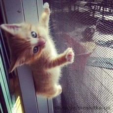 Москитная сетка Антикошка