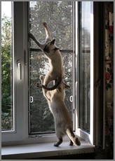 Москитные сетки антикошки