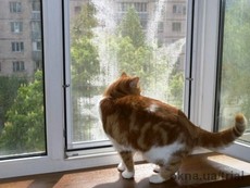 Сетка стальная Антикот