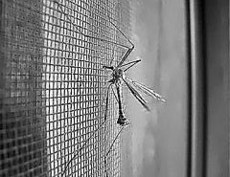 Москитные сетки анвис