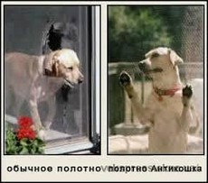 Сетки антикошки надежно и недорого