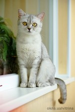 Любимая клиентка —  Любимая клиентка —