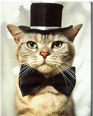 Начало работы сайта Djentelmen