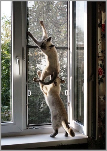 ТетраПласт представляет: SKS Stakusit – москитная сетка для острых когтей!