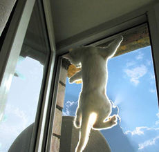 Москитная сетка 