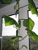 Окно на дачу с подоконником-не дорого