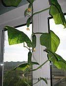 Окно на дачу с подоконником-не дорого