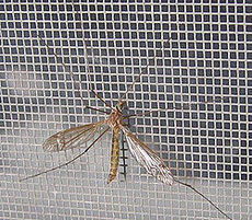 Сетка москитная 1,4*30