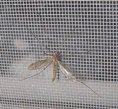 Противомоскитные сетки в опт и в розницу