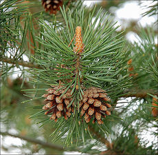 Деревянные окна