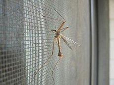 Москитная сетка для металлопластикового окна.