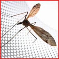 Замер и установка москитной сетки