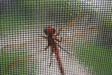 Рамочные москитные сетки - 120 грн/м2