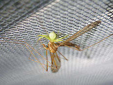 Рулонные москитные сетки