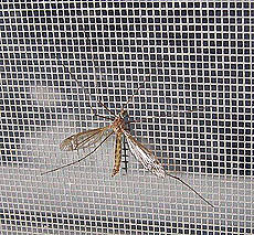 Сетка противомоскитная