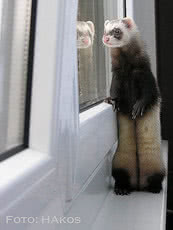 окно WDS 400 1,5 х 2,6