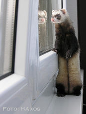 Металлопластиковые окна (г Вишневое)