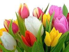 Окна VEKA скидка -30%