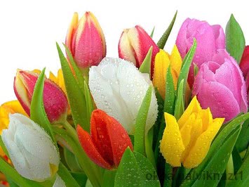 Окна VEKA скидка -30% Окна VEKA скидка -30%