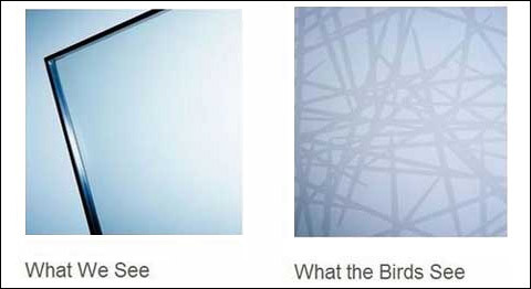 Компания Glaswerke Arnold создала видимое для птиц стекло